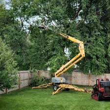 Best Leaf Removal  in Sparta, IL