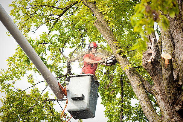 How Our Tree Care Process Works  in  Sparta, IL
